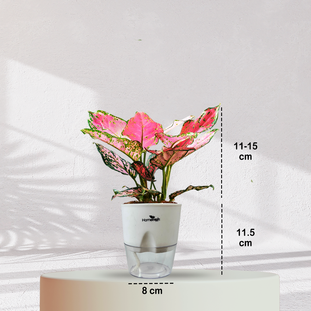 Aglaonema Valentine Pink Plant