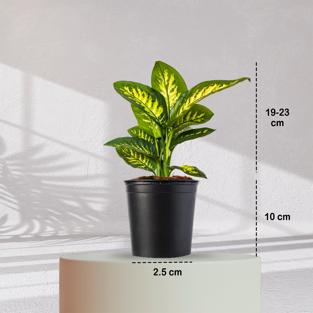 DIEFFENBACHIA PLANT - Homebagh