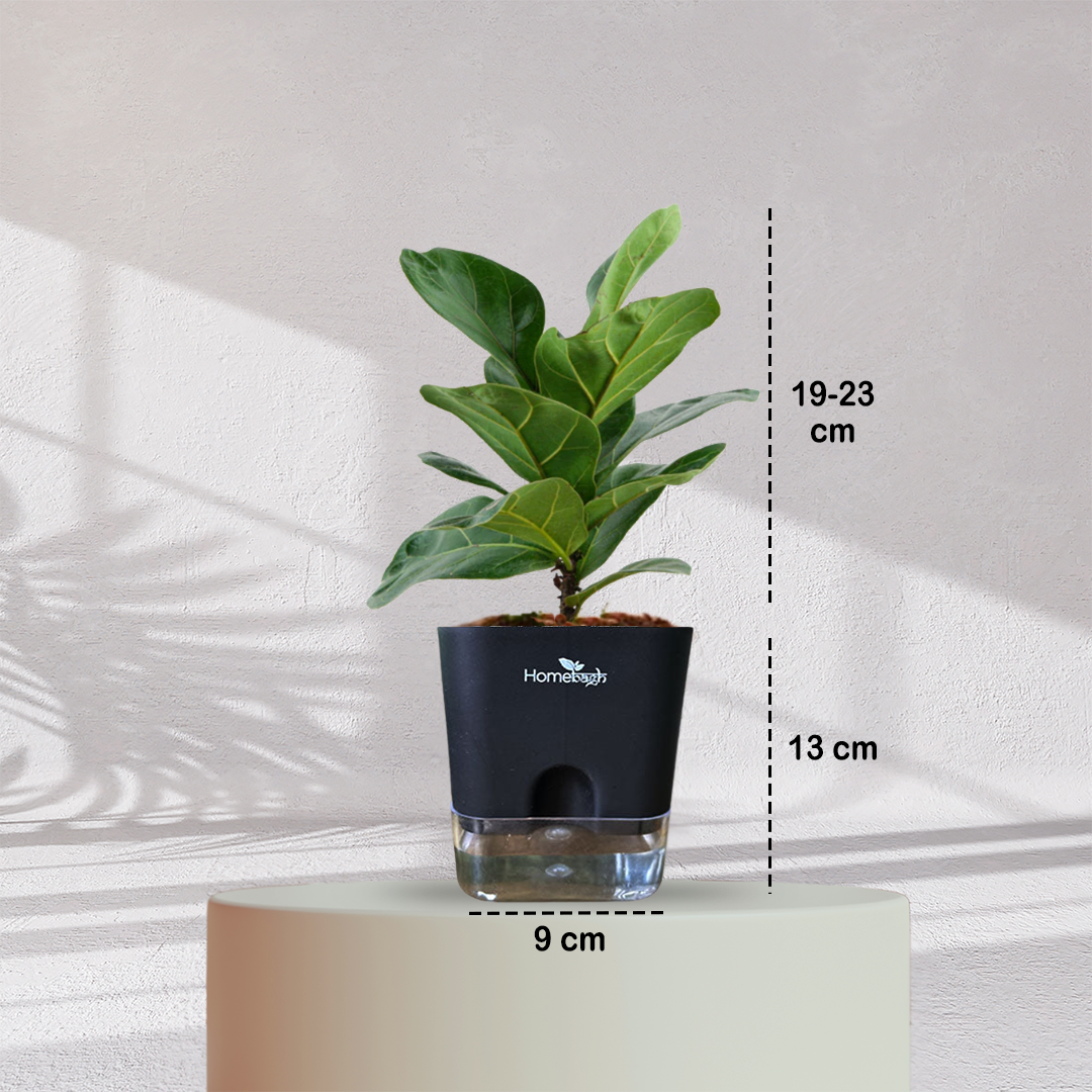 Ficus Fiddle Leaf ( Medium Size )