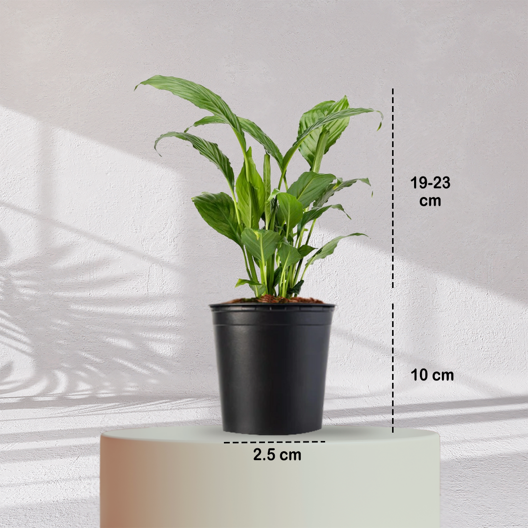 Peace Lilly ( Medium Size )