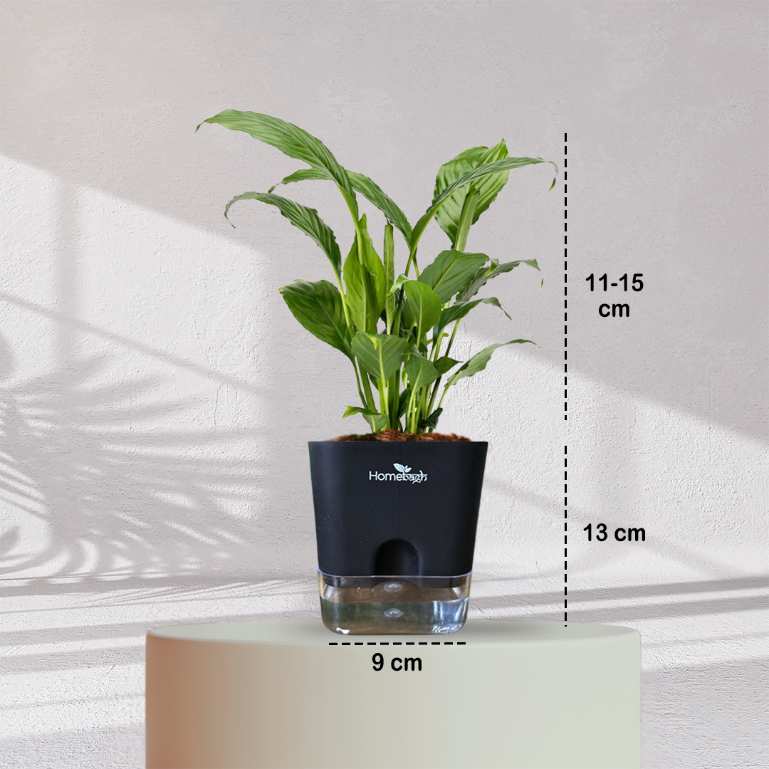 Peace Lilly ( Medium Size )