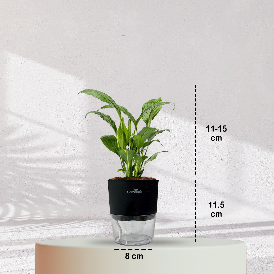 Peace Lilly ( Medium Size )