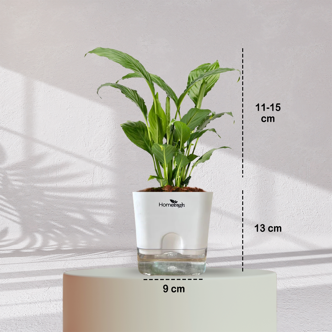 Peace Lilly ( Medium Size )