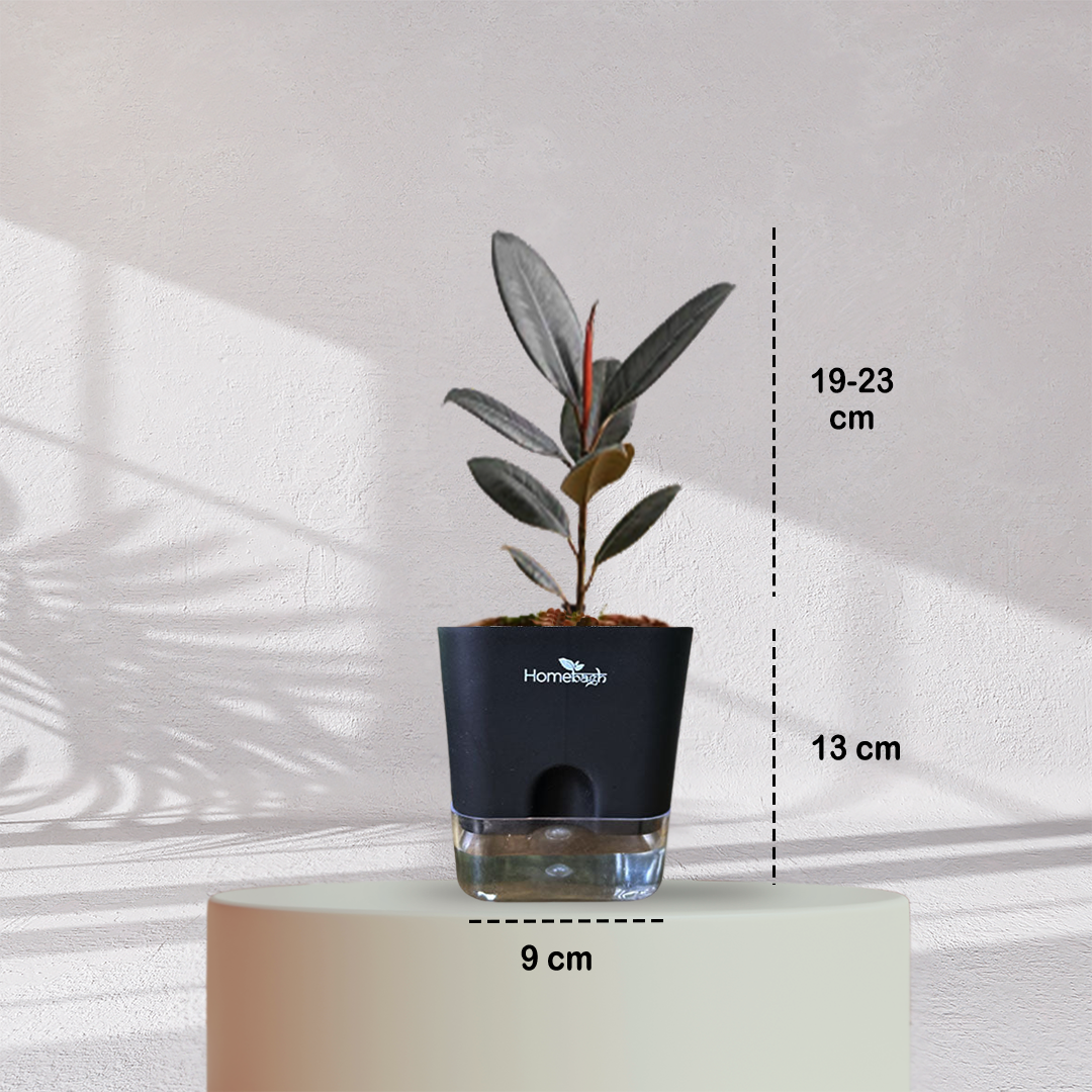 Rubber Plant ( Medium Size )