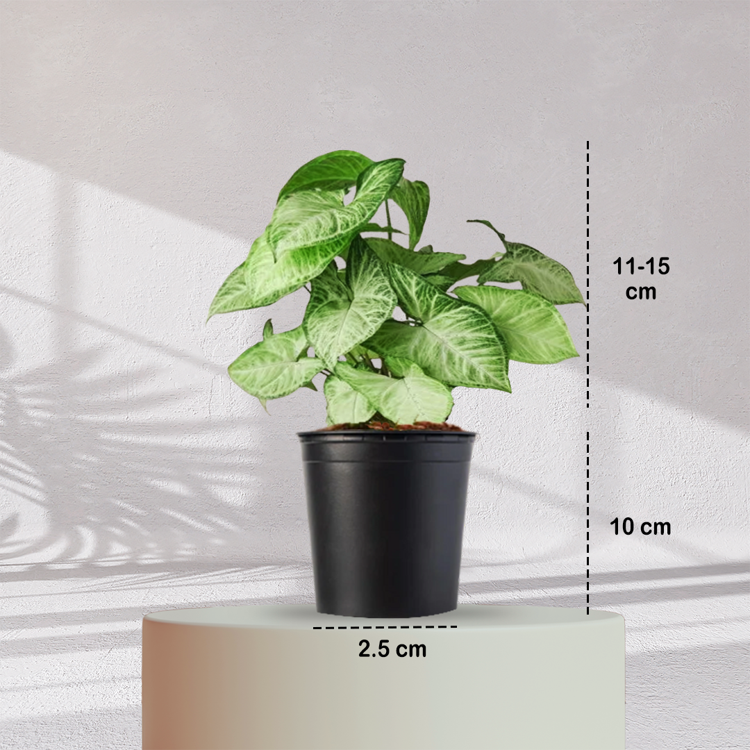 Syngonium Green Plant