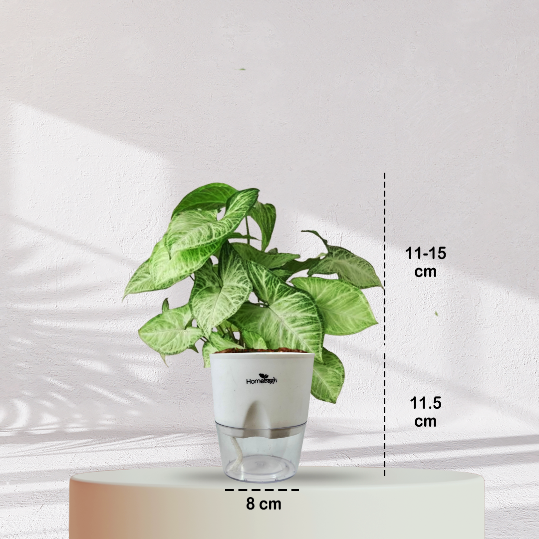 Syngonium Green Plant