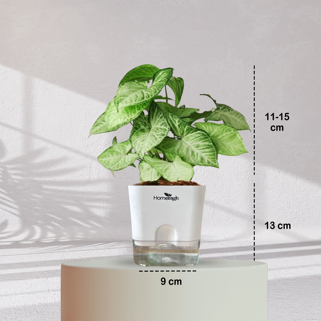 Syngonium Green Plant