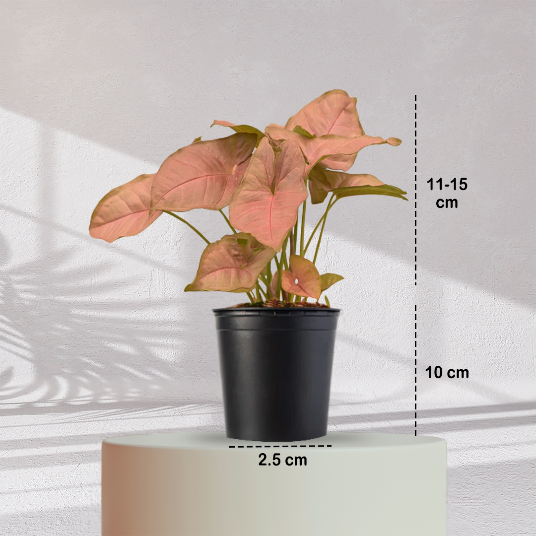 Syngonium Pink Plant