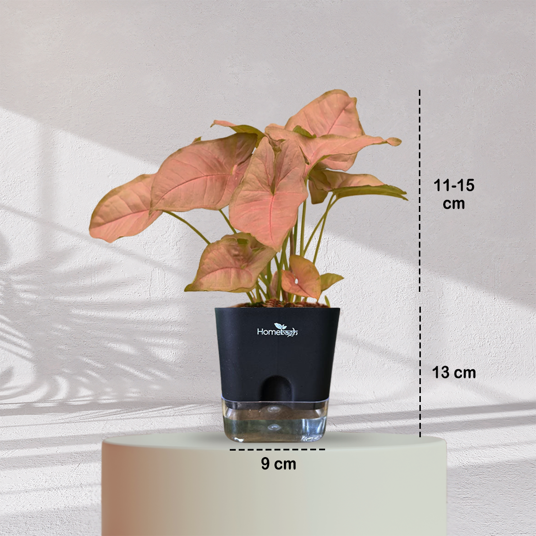 Syngonium Pink Plant