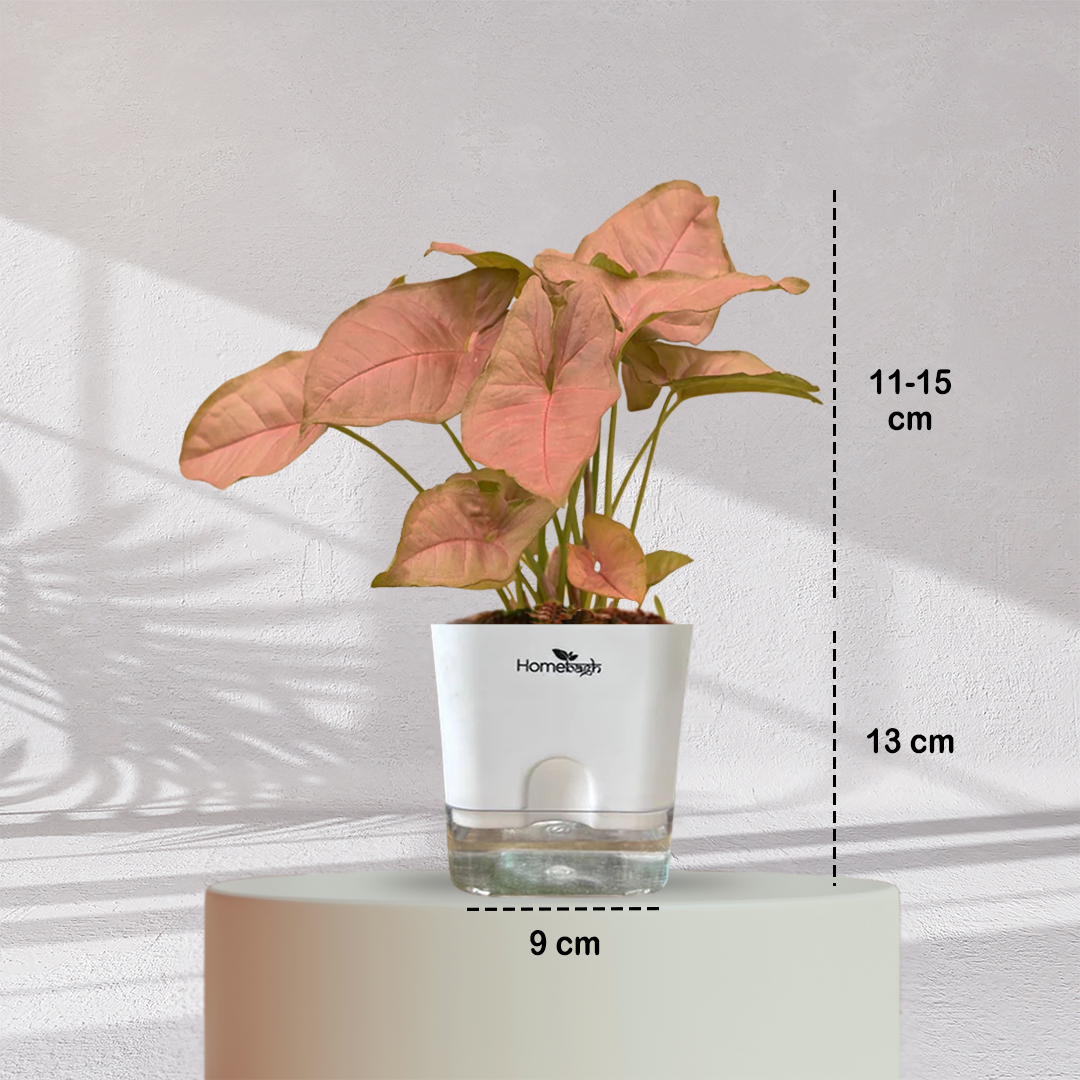 Syngonium Pink Plant