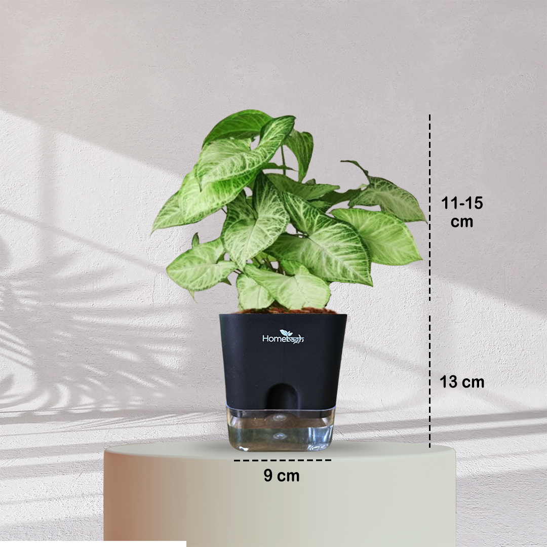 Syngonium Green Plant