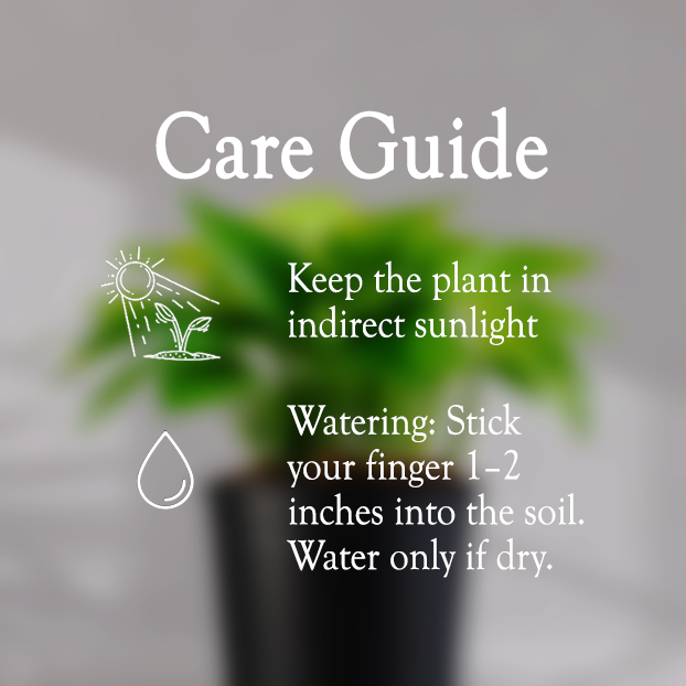 Money Plant With Self Watering Pot - Homebagh
