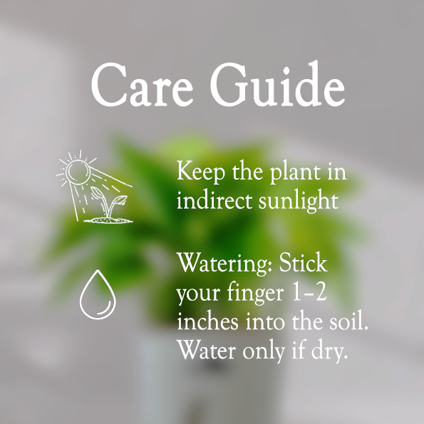 Money Plant With Self Watering Pot - Homebagh