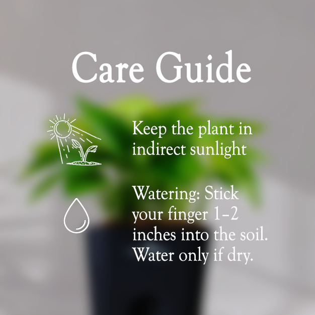 Money Plant With Self Watering Pot - Homebagh