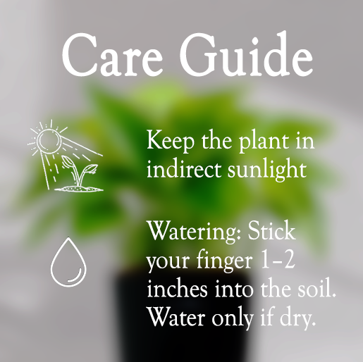 Money Plant With Self Watering Pot - Homebagh