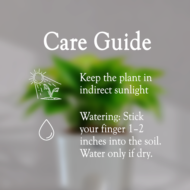 Money Plant With Self Watering Pot - Homebagh