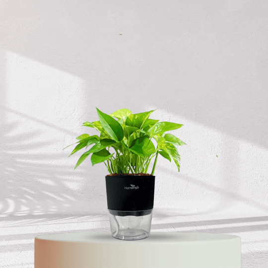Money Plant With Self Watering Pot - Homebagh