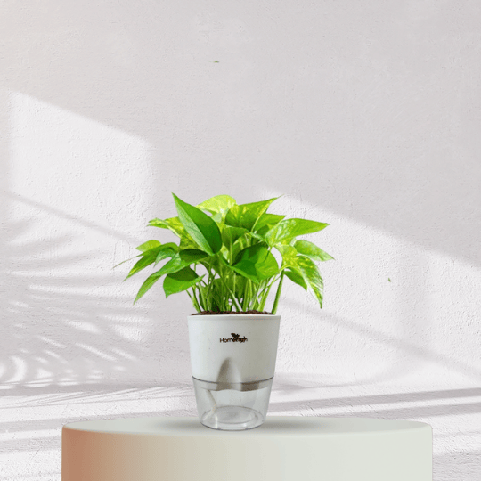 Money Plant With Self Watering Pot - Homebagh