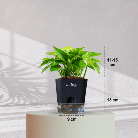 Money Plant With Self Watering Pot - Homebagh