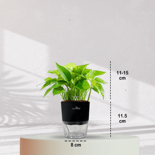 Money Plant With Self Watering Pot - Homebagh