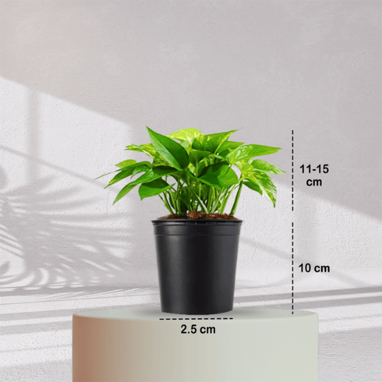 Money Plant With Self Watering Pot - Homebagh