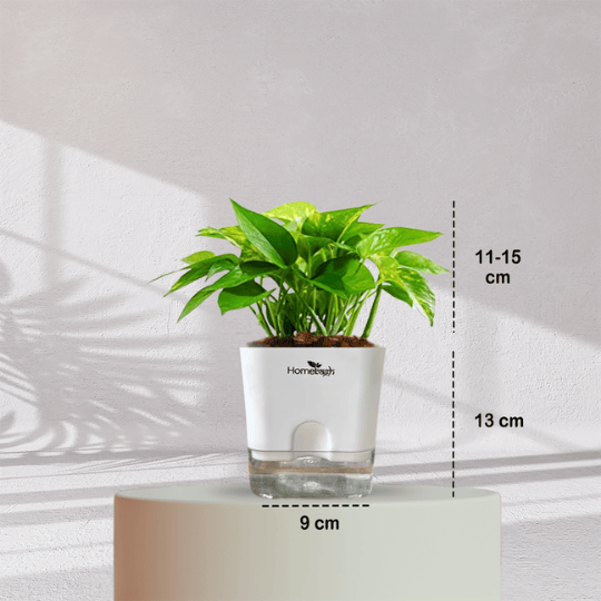 Money Plant With Self Watering Pot - Homebagh