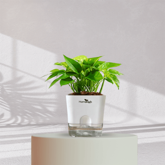 Money Plant With Self Watering Pot - Homebagh