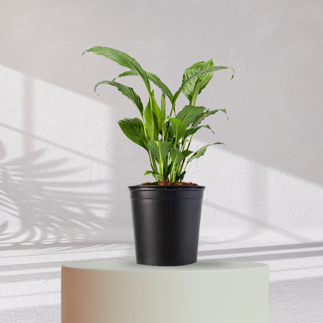 Peace Lilly ( Medium Size )