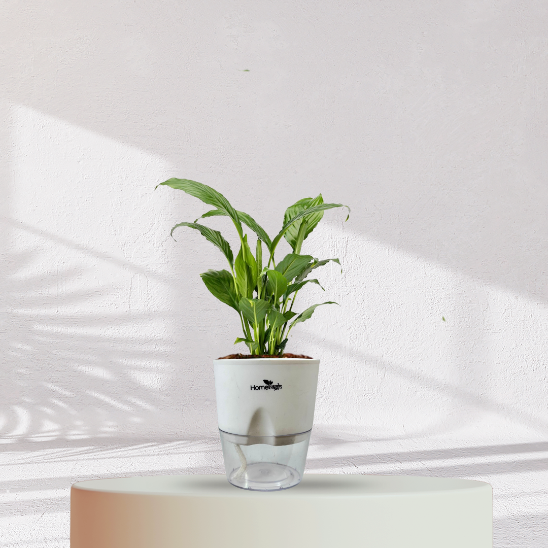 Peace Lilly ( Medium Size )