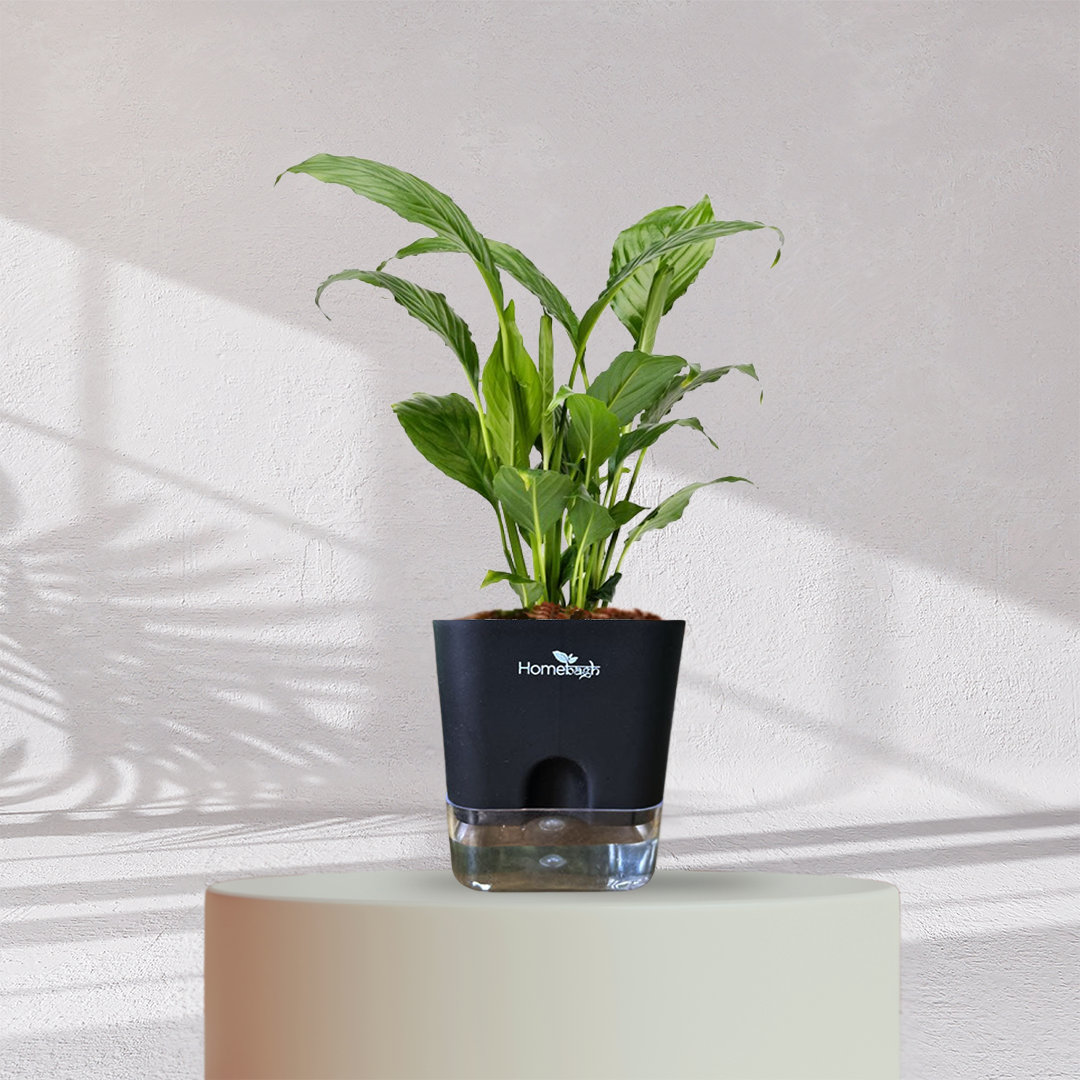 Peace Lilly ( Medium Size )