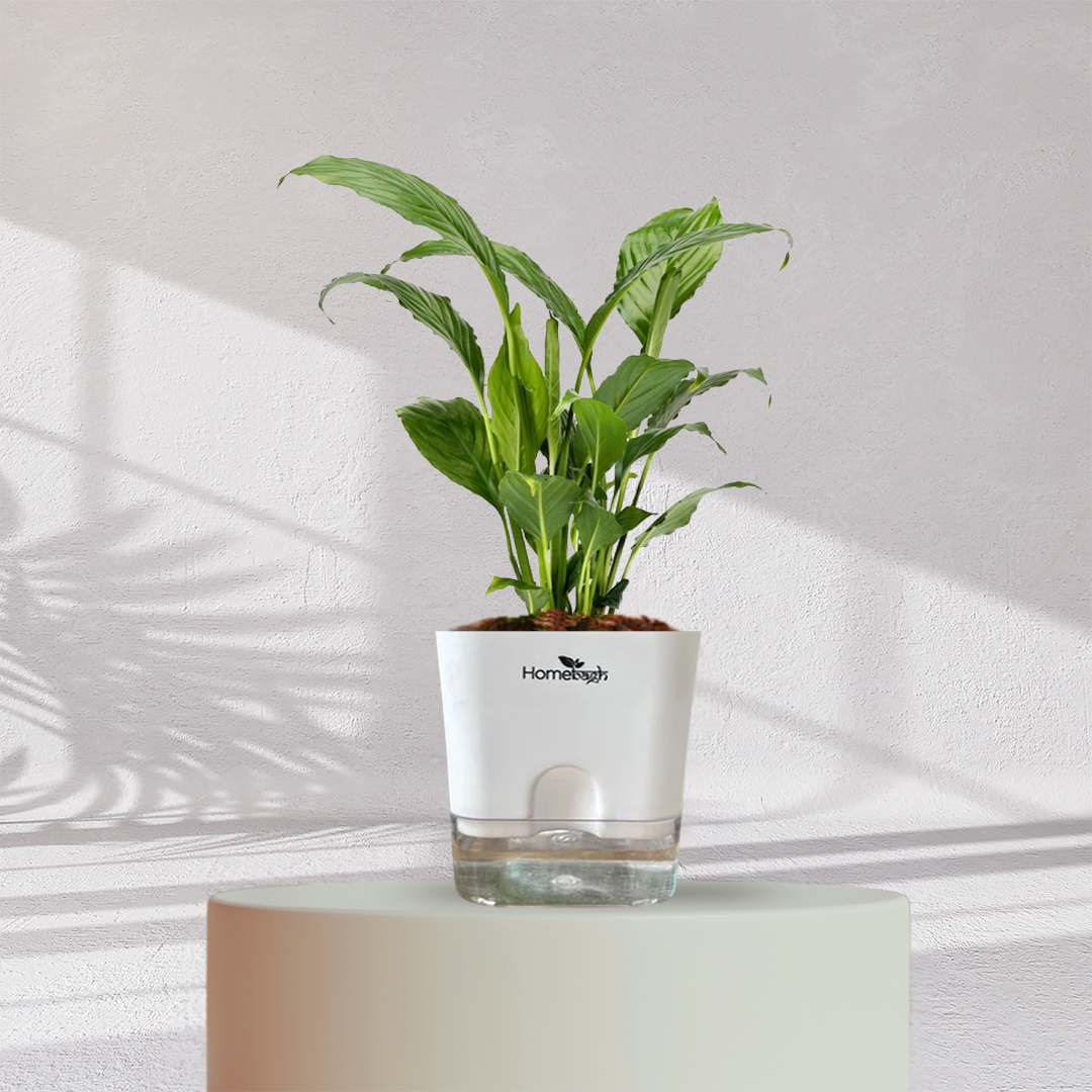 Peace Lilly ( Medium Size )