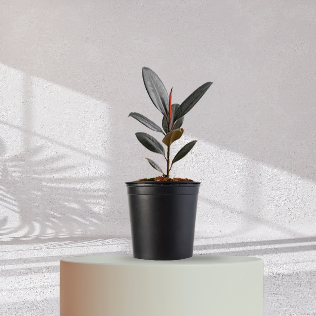 Rubber Plant ( Medium Size )