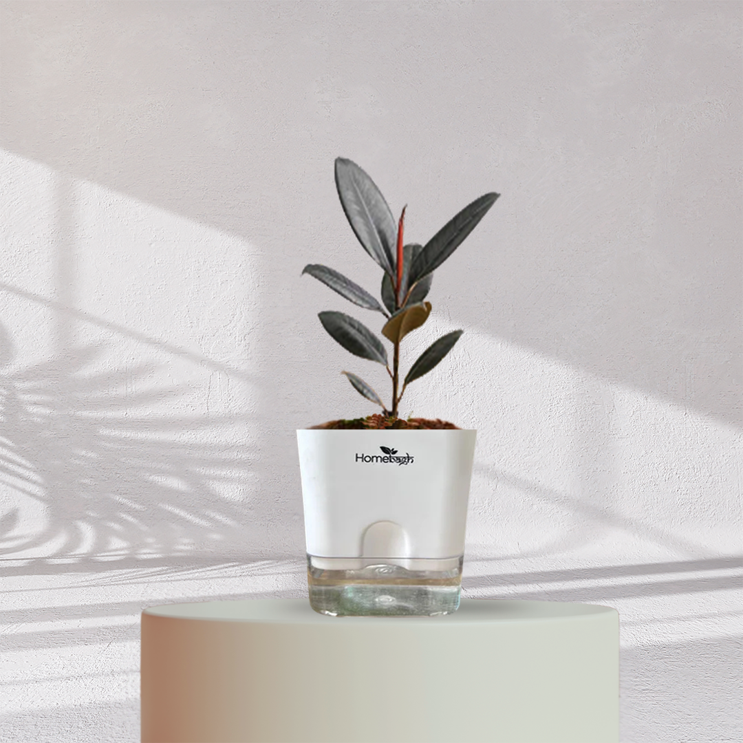 Rubber Plant ( Medium Size )