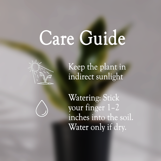 Snake Plant With Self Watering Pot - Homebagh