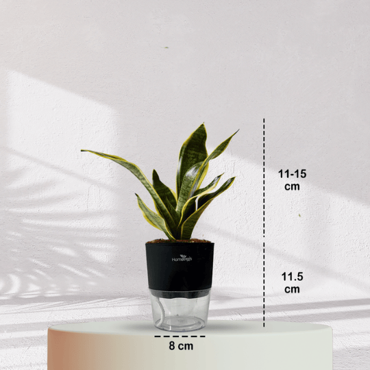 Snake Plant With Self Watering Pot - Homebagh