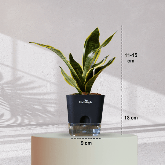 Snake Plant With Self Watering Pot - Homebagh