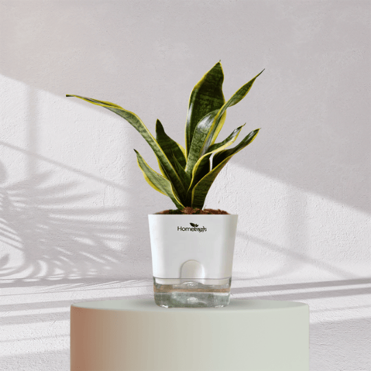 Snake Plant With Self Watering Pot - Homebagh
