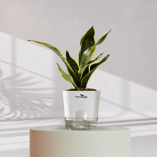 Snake Plant With Self Watering Pot - Homebagh