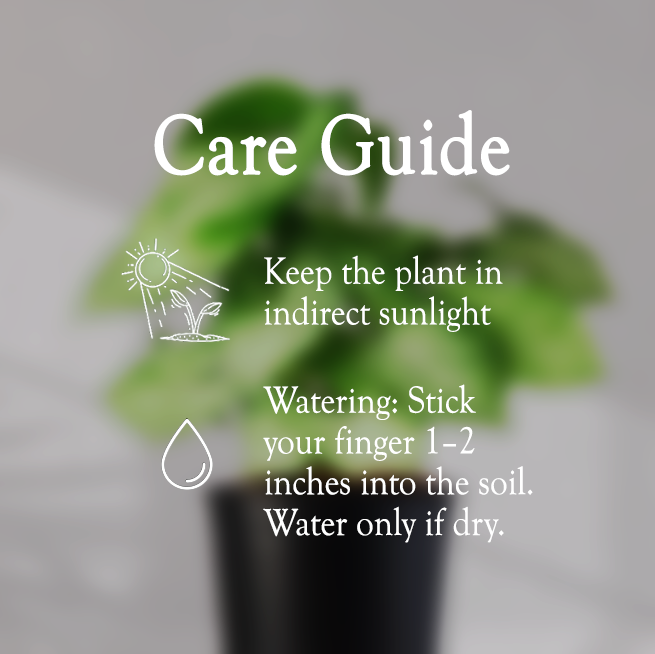 Syngonium Green Plant