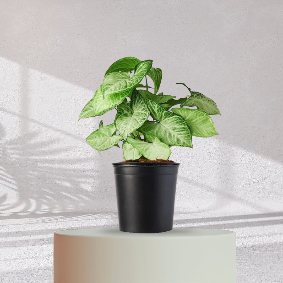 Syngonium Green Plant