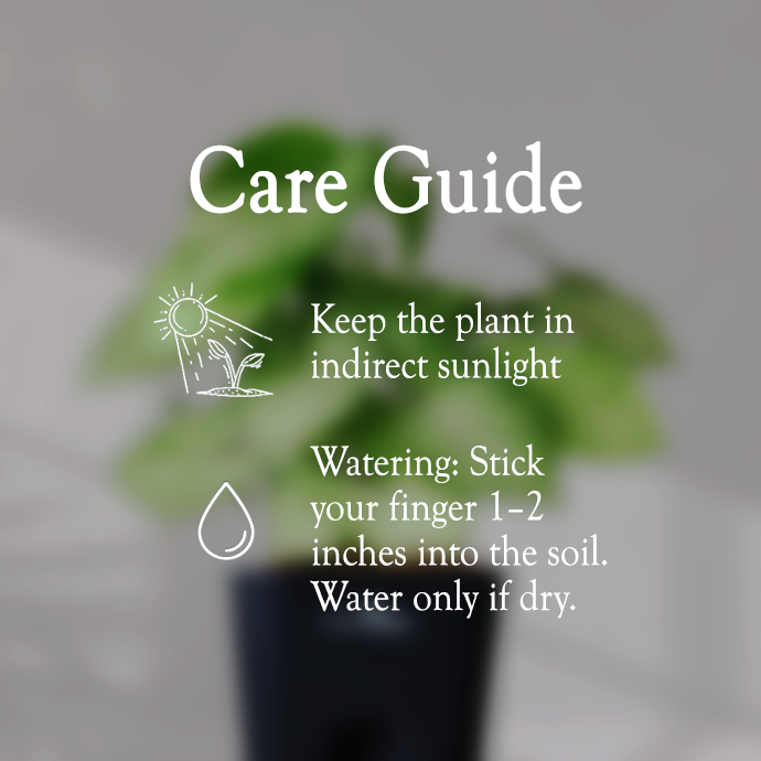 Syngonium Green Plant