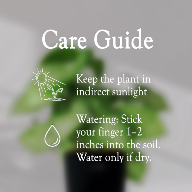 Syngonium Green Plant