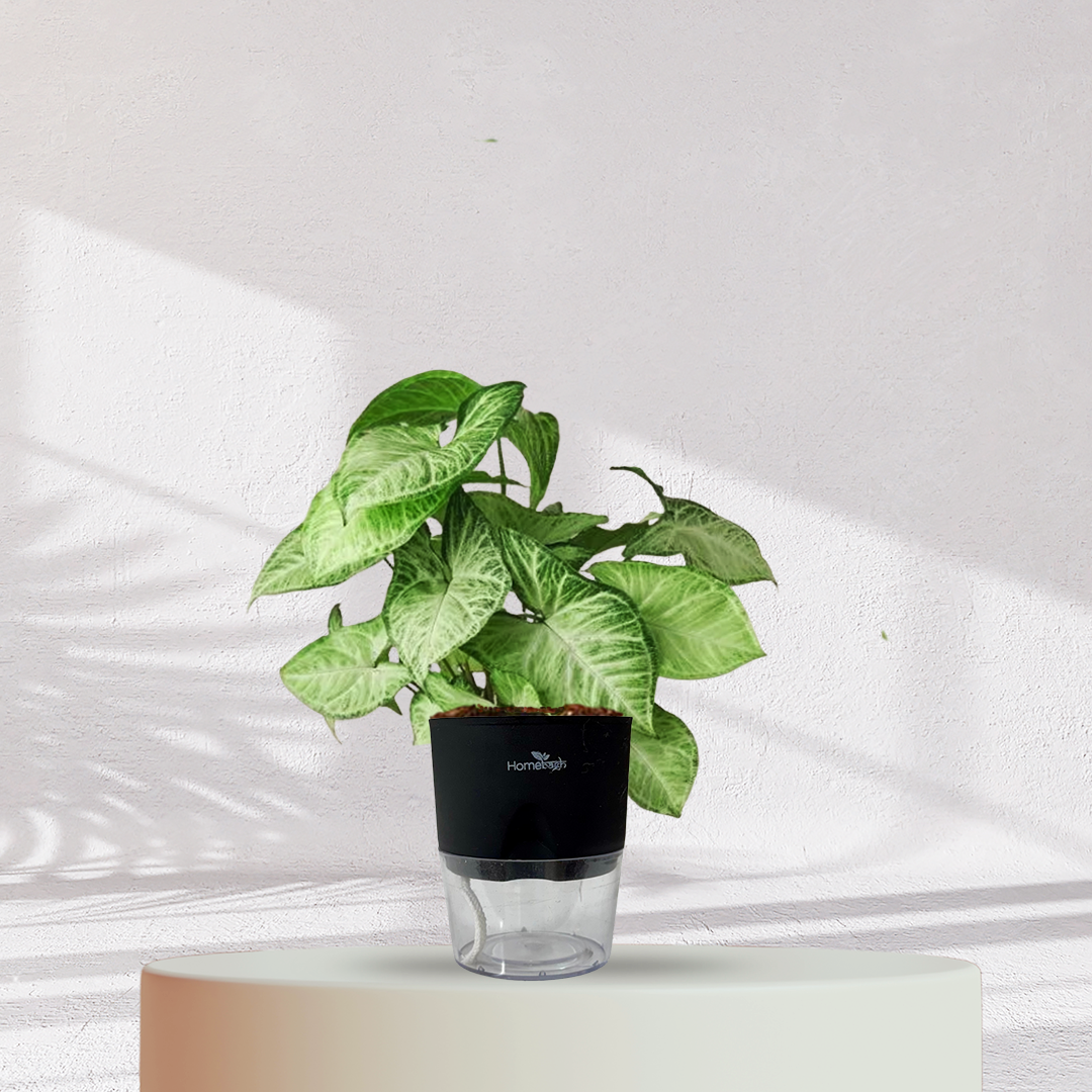 Syngonium Green Plant