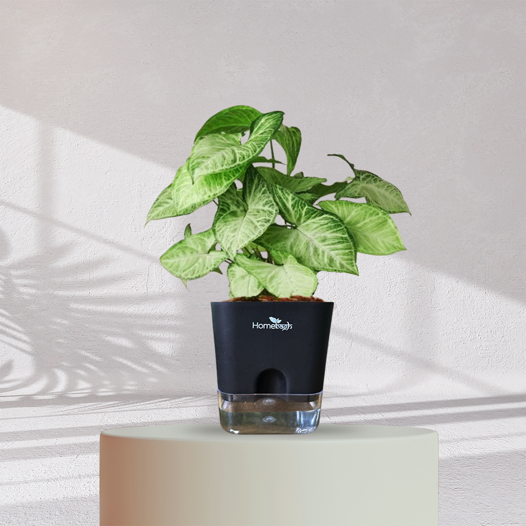 Syngonium Green Plant
