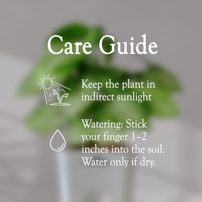 Syngonium Green Plant