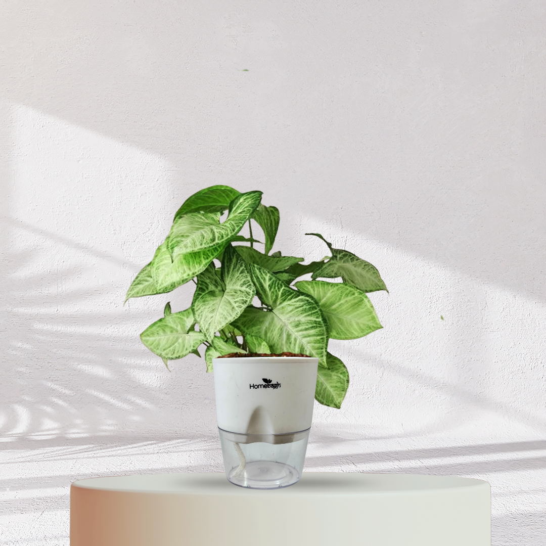 Syngonium Green Plant