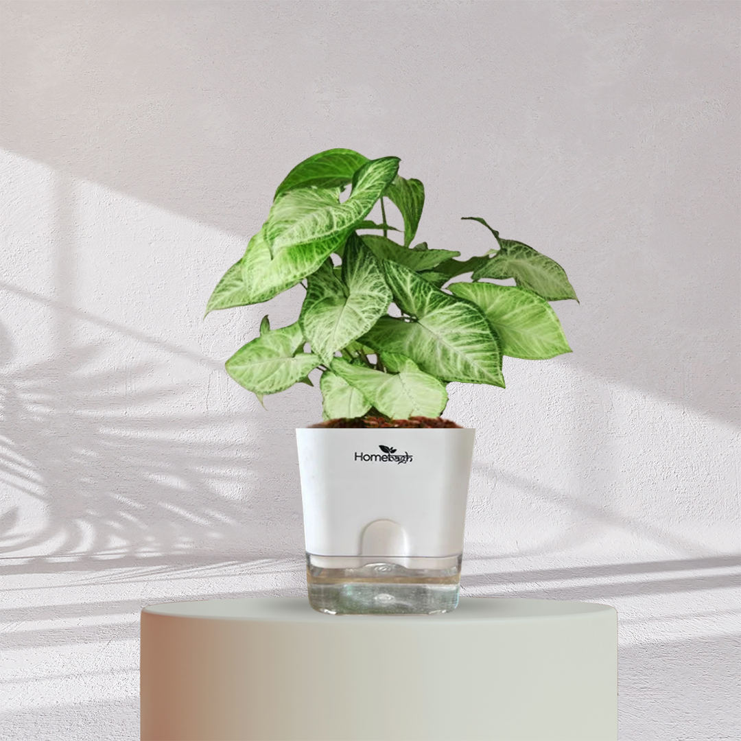 Syngonium Green Plant