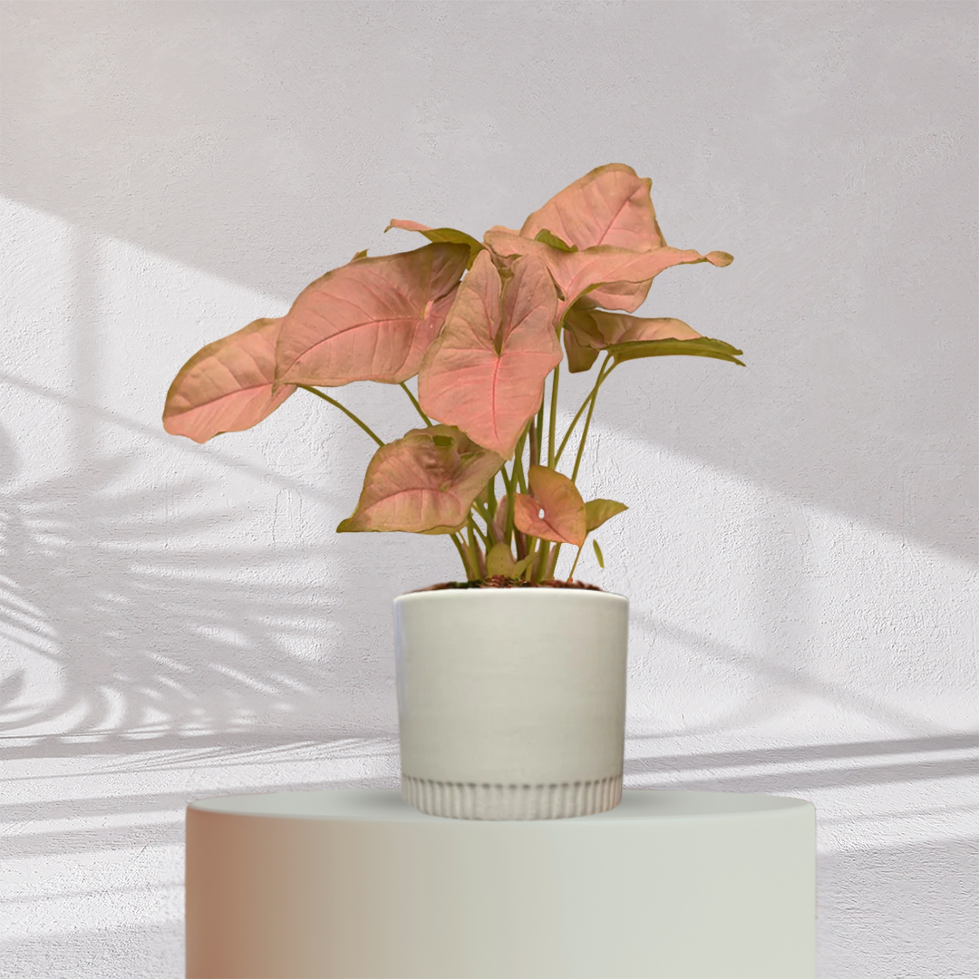Syngonium Pink Plant