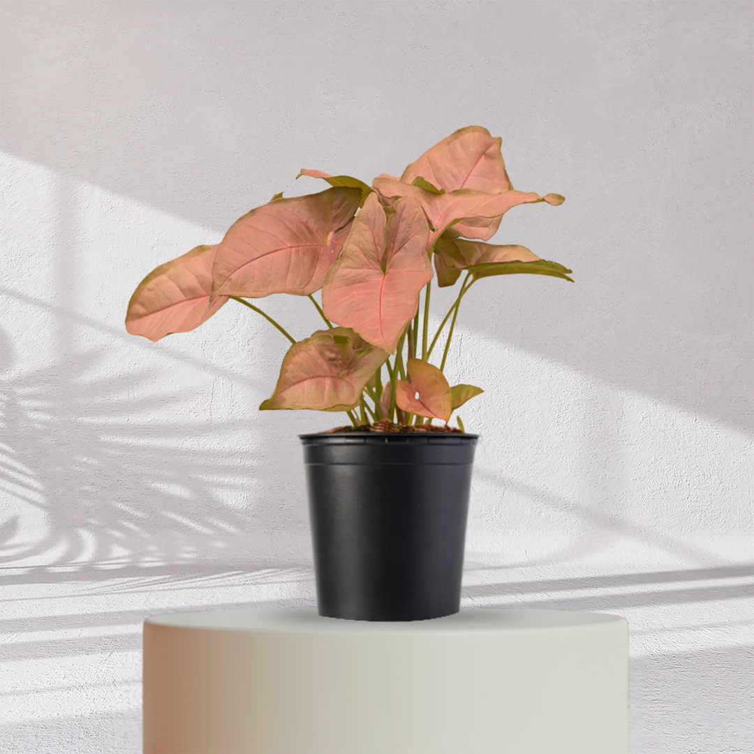 Syngonium Pink Plant