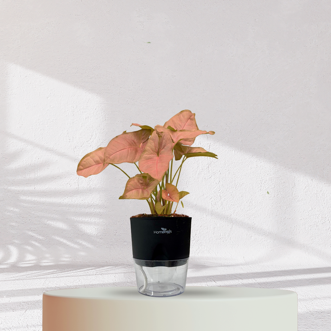 Syngonium Pink Plant